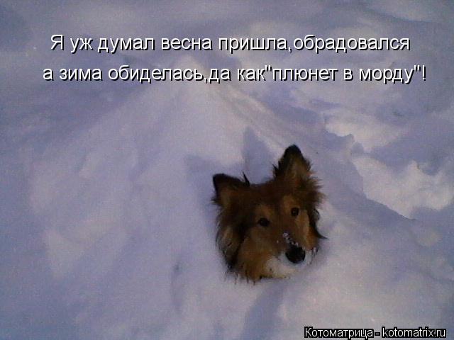 Котоматрица: Я уж думал весна пришла,обрадовался а зима обиделась,да как"плюнет в морду"!