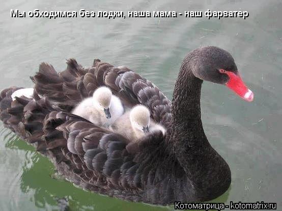 Котоматрица: Мы обходимся без лодки, наша мама - наш фарватер