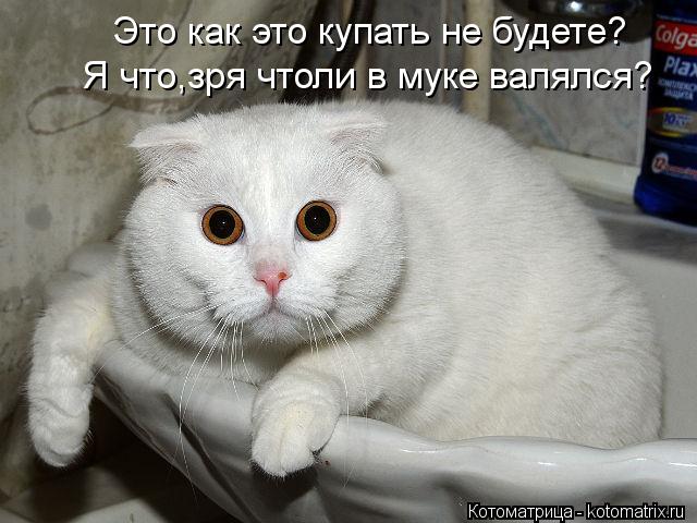 Котоматрица: Это как это купать не будете? Я что,зря чтоли в муке валялся?