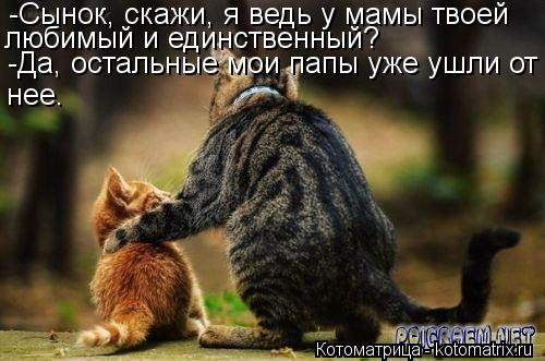 Котоматрица: -Да, остальные мои папы уже ушли от  нее. -Сынок, скажи, я ведь у мамы твоей любимый и единственный?