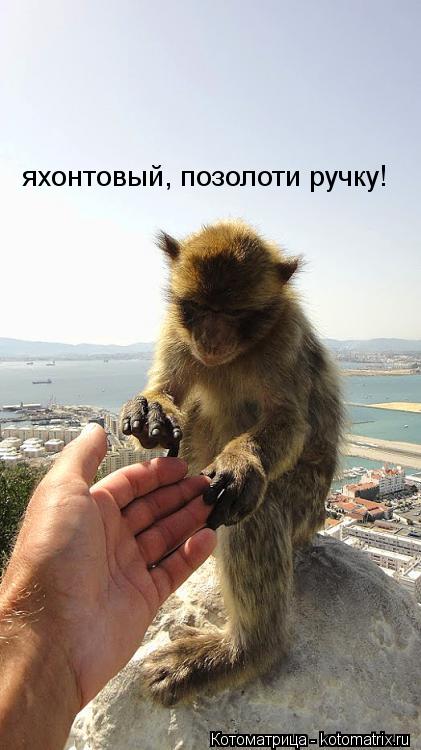 Котоматрица: яхонтовый, позолоти ручку!