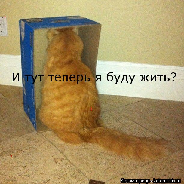 Котоматрица: И тут теперь я буду жить? :-) :-) :-)