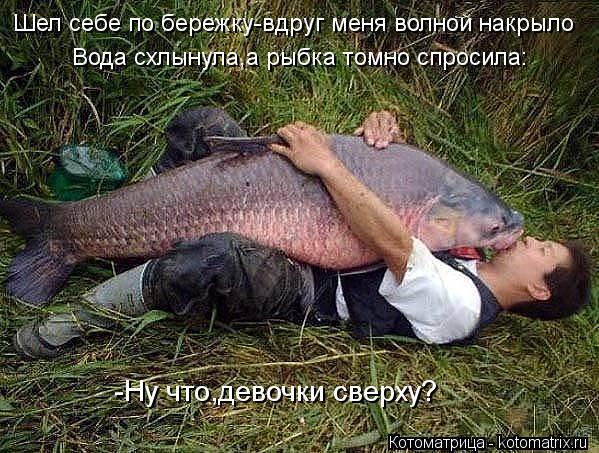 Котоматрица: Шел себе по бережку-вдруг меня волной накрыло Вода схлынула,а рыбка томно спросила: -Ну что,девочки сверху?