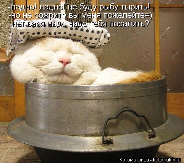 Котоматрица: -ладно! ладно! не буду рыбу тырить! -но не сожрите вы меня пожелейте=) -нет вася надо надо тебя посалить?