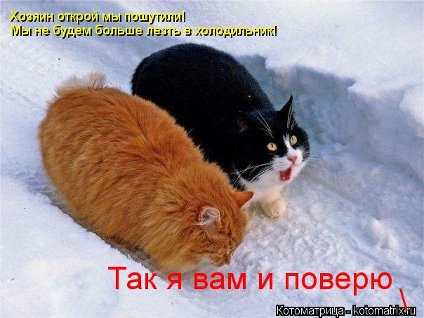 Котоматрица: Хозяин открой мы пошутили! Мы не будем больше лезть в холодильник! Так я вам и поверю \