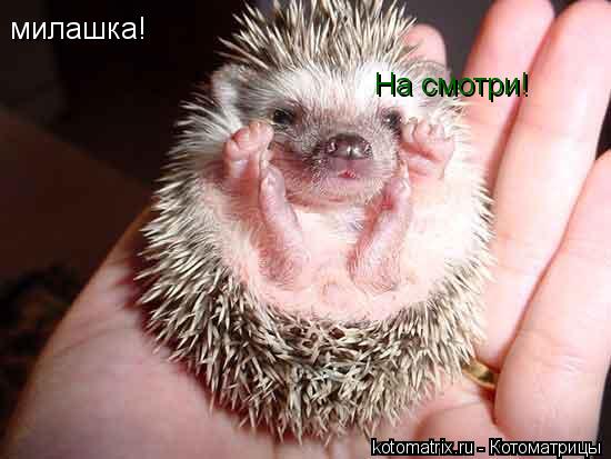 Котоматрица: милашка! На смотри!