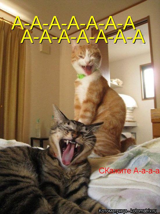 Котоматрица: СКажите А-а-а-а? А-А-А-А-А-А-А А-А-А-А-А-А-А