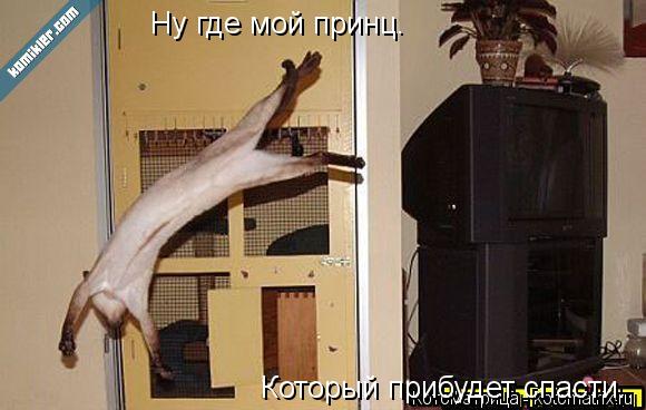 Котоматрица: Ну где мой принц. Который прибудет спасти..