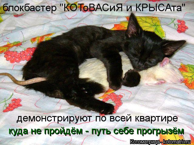 Котоматрица: блокбастер "КОТоВАСиЯ и КРЫСАта" демонстрируют по всей квартире куда не пройдём - путь себе прогрызём