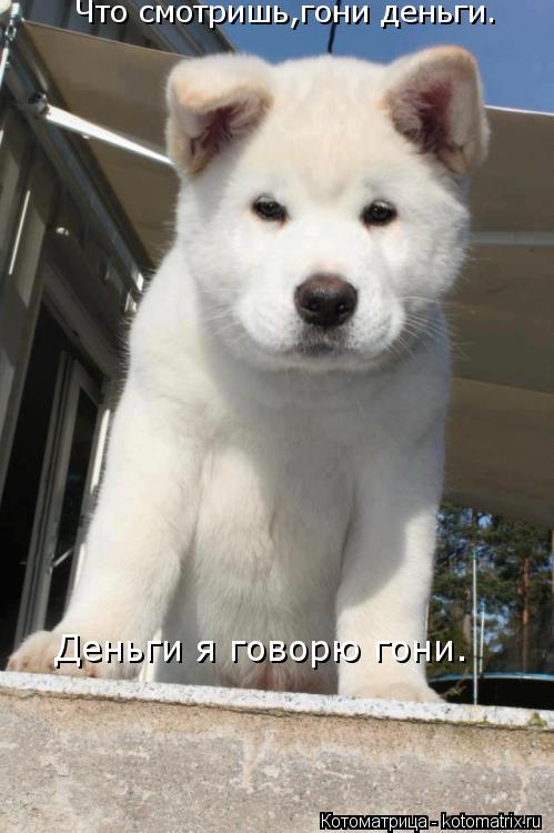Котоматрица: Что смотришь,гони деньги. Деньги я говорю гони.