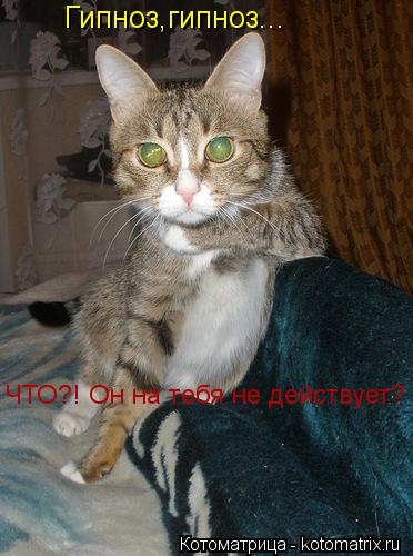 Котоматрица: Гипноз,гипноз... ЧТО?! Он на тебя не действует?