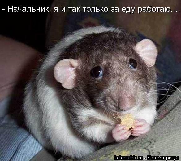 Котоматрица: - Начальник, я и так только за еду работаю....