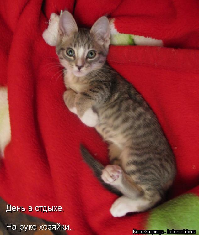 Котоматрица: День в отдыхе. На руке хозяйки..