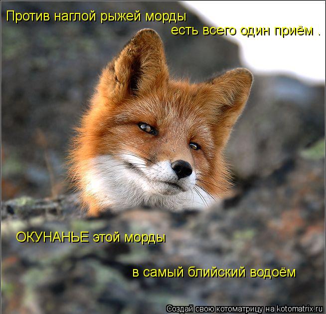 Котоматрица: Против наглой рыжей морды есть всего один приём . ОКУНАНЬЕ этой морды в самый блийский водоём