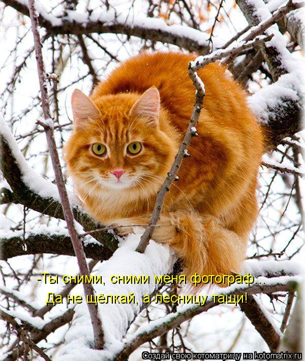 Котоматрица: -Ты сними, сними меня фотограф... Да не щёлкай, а лесницу тащи!