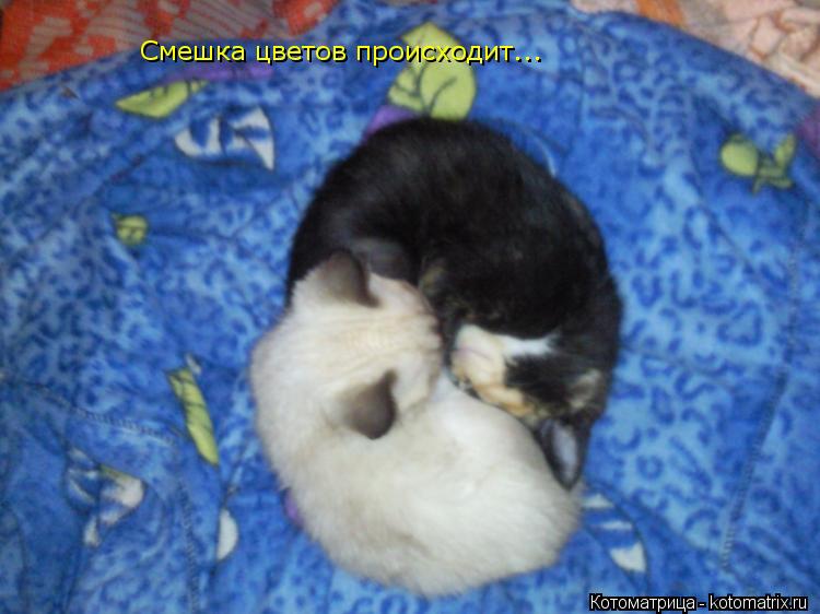 Котоматрица: Смешка цветов происходит...