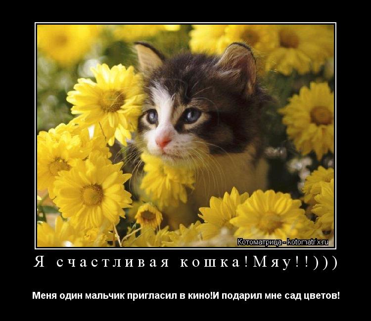 Я счастливая кошка!Мяу!!))) Меня один мальчик пригласил в кино!И подарил мне сад цветов!... Котоматрица: Я счастливая кошка!Мяу!!))) Меня один мальчик пригласил в кино!И подарил мне сад цветов!