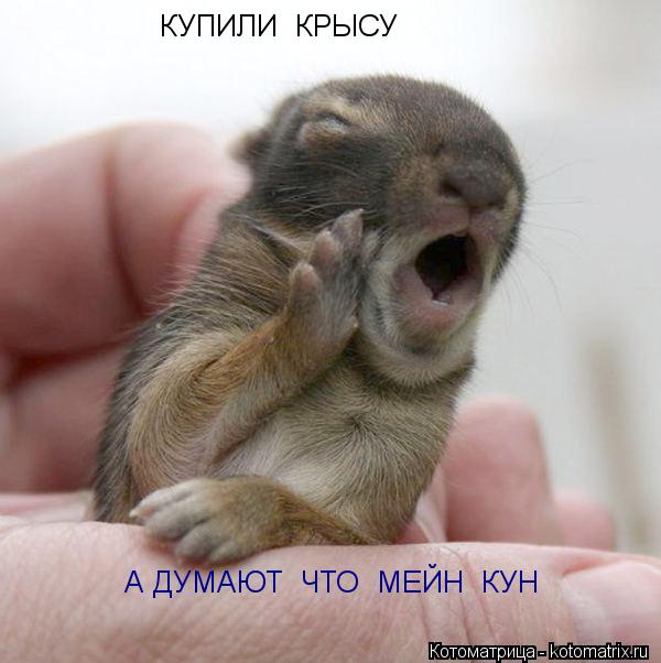 Котоматрица: КУПИЛИ  КРЫСУ А ДУМАЮТ  ЧТО  МЕЙН  КУН