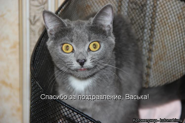 Котоматрица: Спасибо за поздравление, Васька!