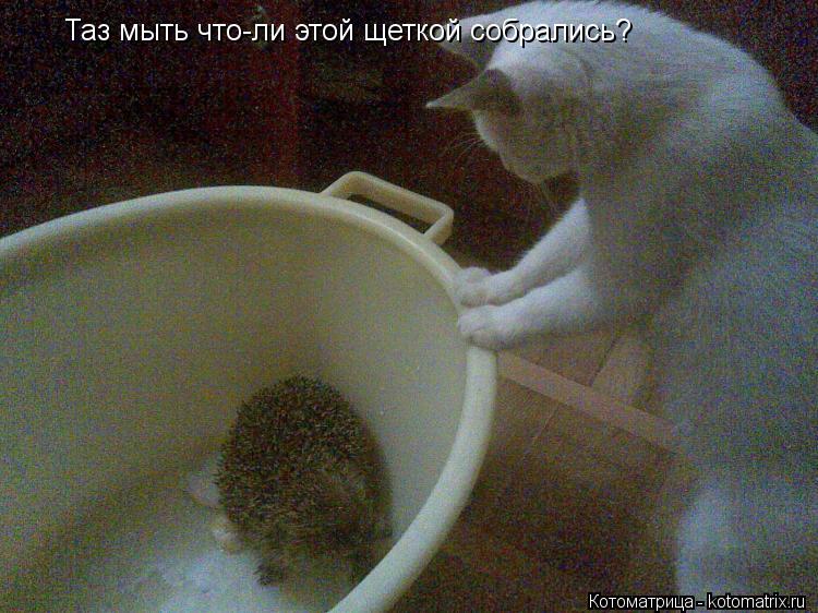 Котоматрица: Таз мыть что-ли этой щеткой собрались?