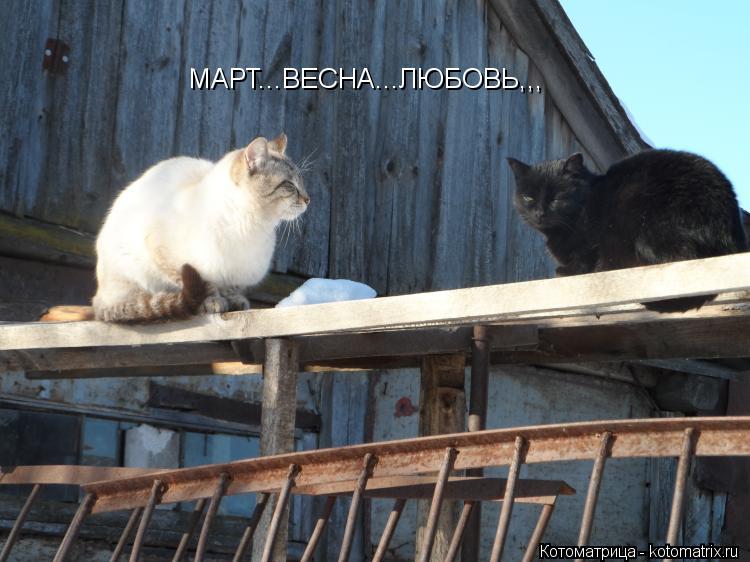Котоматрица: МАРТ...ВЕСНА...ЛЮБОВЬ,,,