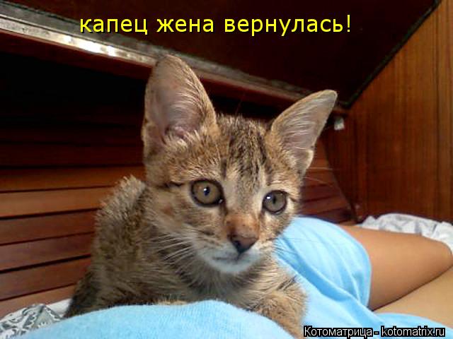 Котоматрица: капец жена вернулась!