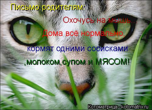 Котоматрица: Письмо родителям: Охочусь на мышь... Дома всё нормально, кормят одними сосисками ,молоком,супом и МЯСОМ!