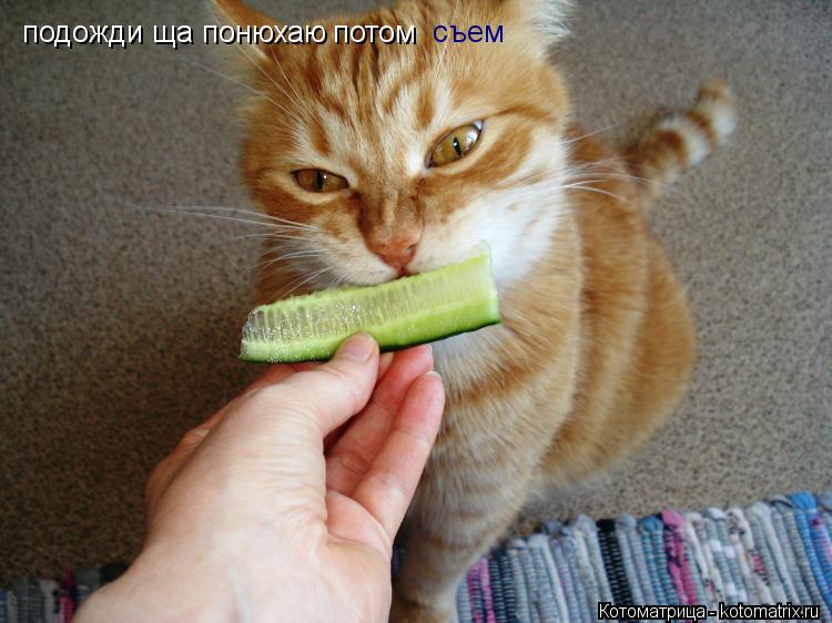 Котоматрица: подожди ща понюхаю потом съем