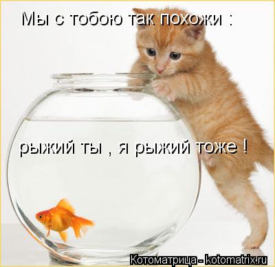 Котоматрица: Мы с тобою так похожи : рыжий ты , я рыжий тоже !