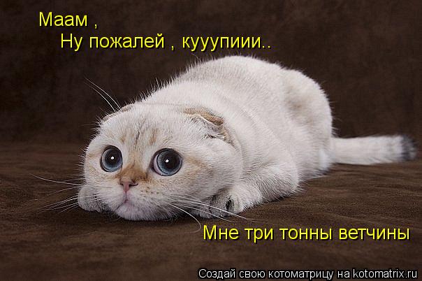 Маам , Маам , Ну пожалей , кууупиии.. Мне три тонны ветчины Мне три тонны ветчины... Котоматрица: Маам , Маам , Ну пожалей , кууупиии.. Мне три тонны ветчины Мне три тонны ветчины