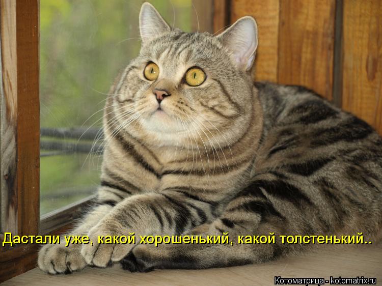Котоматрица: Дастали уже, какой хорошенький, какой толстенький..
