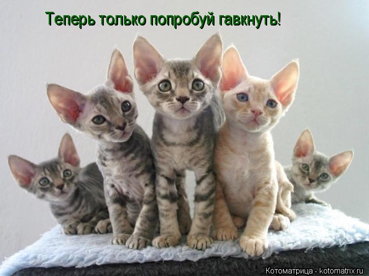 Котоматрица: Теперь только попробуй гавкнуть!
