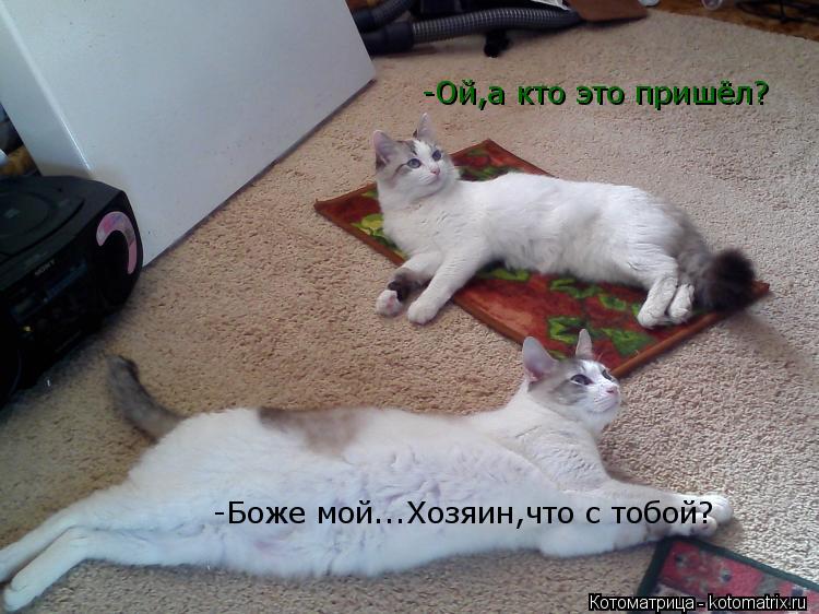Котоматрица: -Ой,а кто это пришёл? -Боже мой...Хозяин,что с тобой?