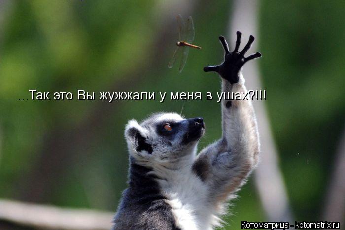 Котоматрица: ...Так это Вы жужжали у меня в ушах?!!!