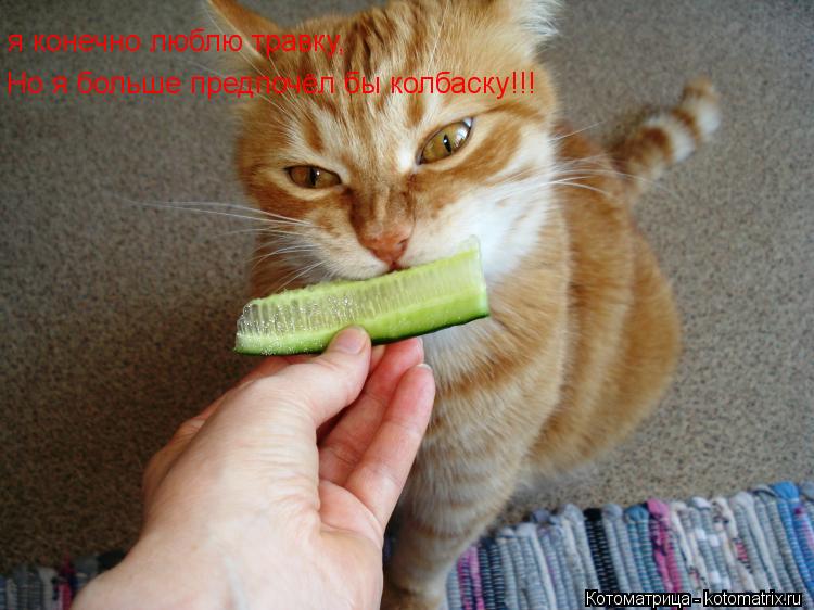 я конечно люблю травку, Но я больше предпочёл бы колбаску!!!... Котоматрица: я конечно люблю травку, Но я больше предпочёл бы колбаску!!!