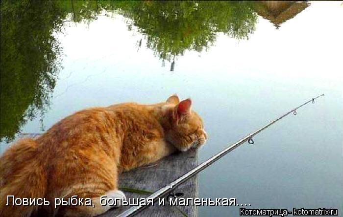 Ловись рыбка, большая и маленькая....... Котоматрица: Ловись рыбка, большая и маленькая....