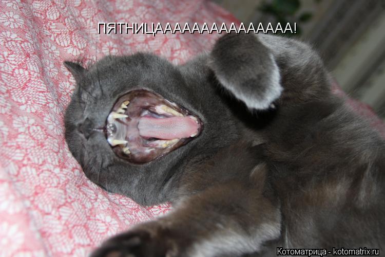 Котоматрица: ПЯТНИЦААААААААААААААА!