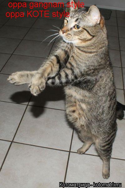 Котоматрица: oppa gangnam style  oppa KOTE style
