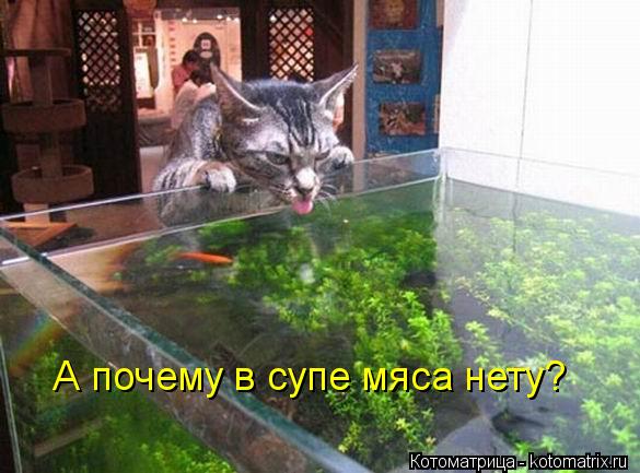 А почему в супе мяса нету?... Котоматрица: А почему в супе мяса нету?