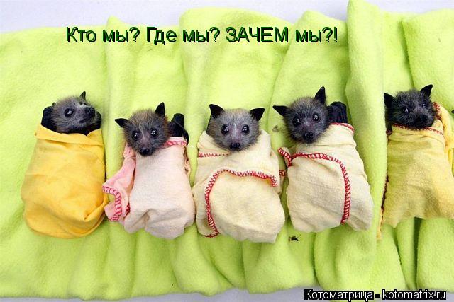 Котоматрица: Кто мы? Где мы? ЗАЧЕМ мы?!