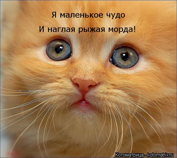 Котоматрица: Я маленькое чудо И наглая рыжая морда!