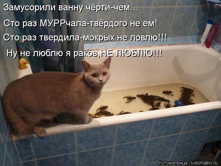 Котоматрица: Замусорили ванну чёрти-чем... Сто раз МУРРчала-твёрдого не ем!  Сто раз твердила-мокрых не ловлю!!!  Ну не люблю я раков,НЕ ЛЮБЛЮ!!!