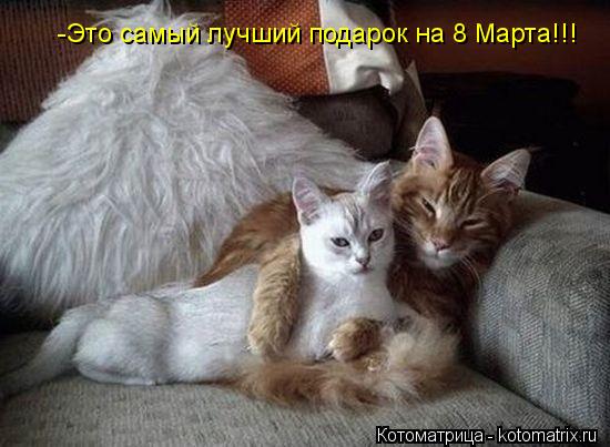 Котоматрица: -Это самый лучший подарок на 8 Марта!!!