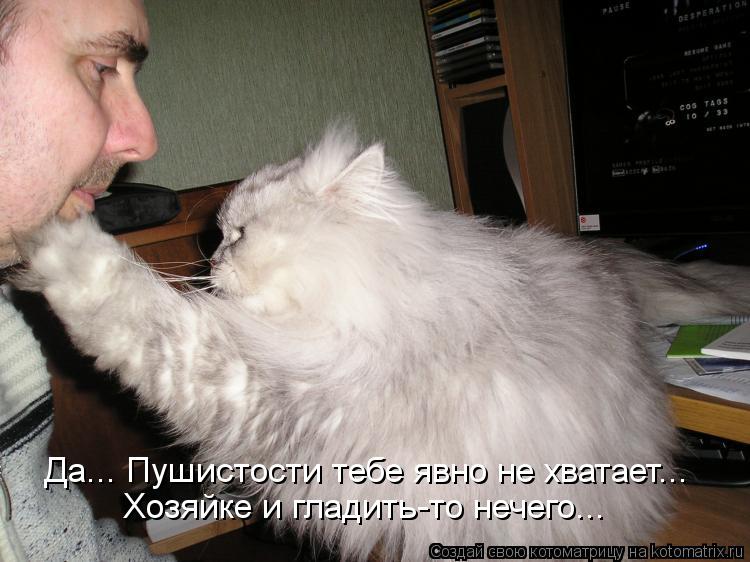 Котоматрица: Да... Пушистости тебе явно не хватает... Хозяйке и гладить-то нечего...