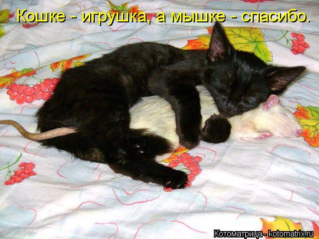 Котоматрица: Кошке - игрушка, а мышке - спасибо.