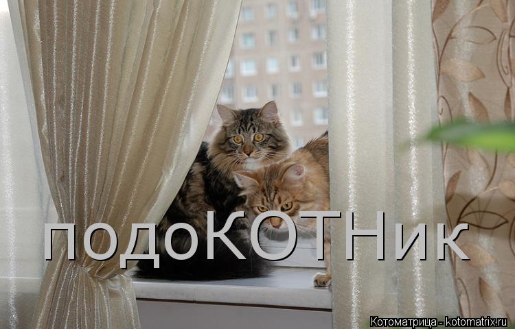 Котоматрица: подоКОТНик