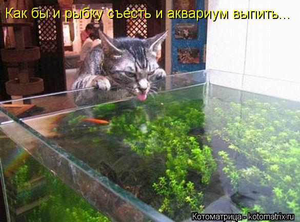 Котоматрица: Как бы и рыбку съесть и аквариум выпить...