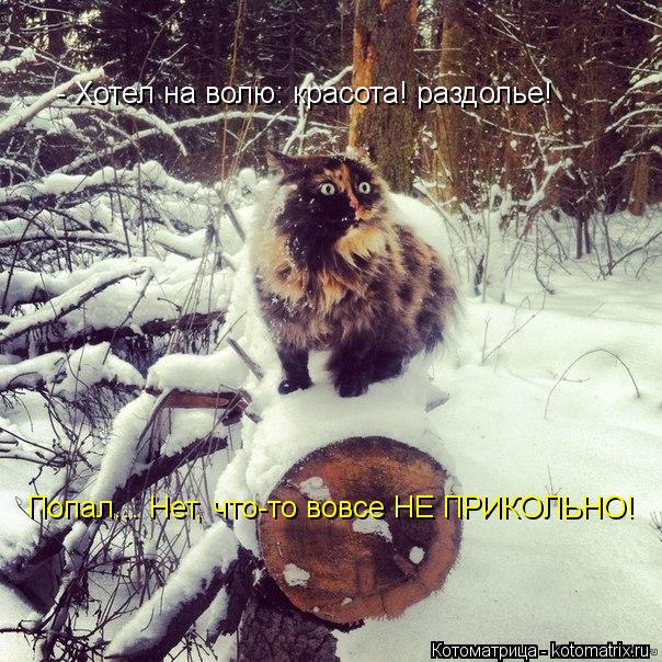 Котоматрица: - Хотел на волю: красота! раздолье! Попал... Нет, что-то вовсе НЕ ПРИКОЛЬНО!