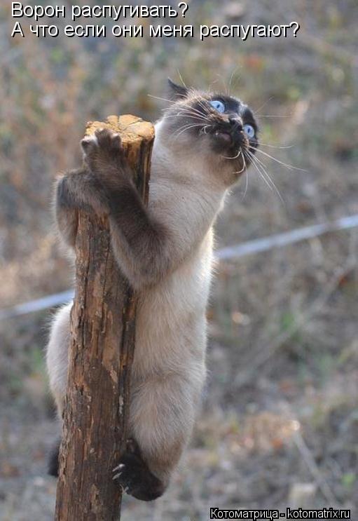 Котоматрица: Ворон распугивать? А что если они меня распугают?