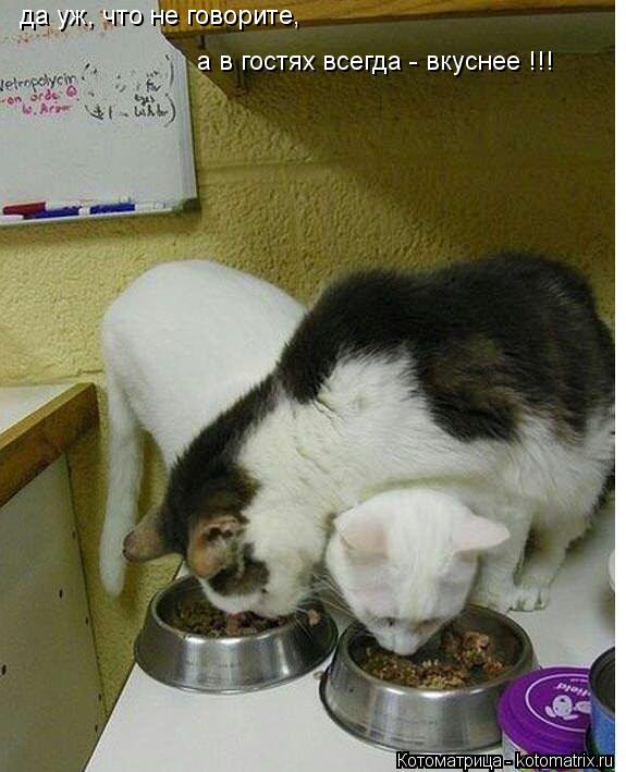 Котоматрица: да уж, что не говорите, а в гостях всегда - вкуснее !!!